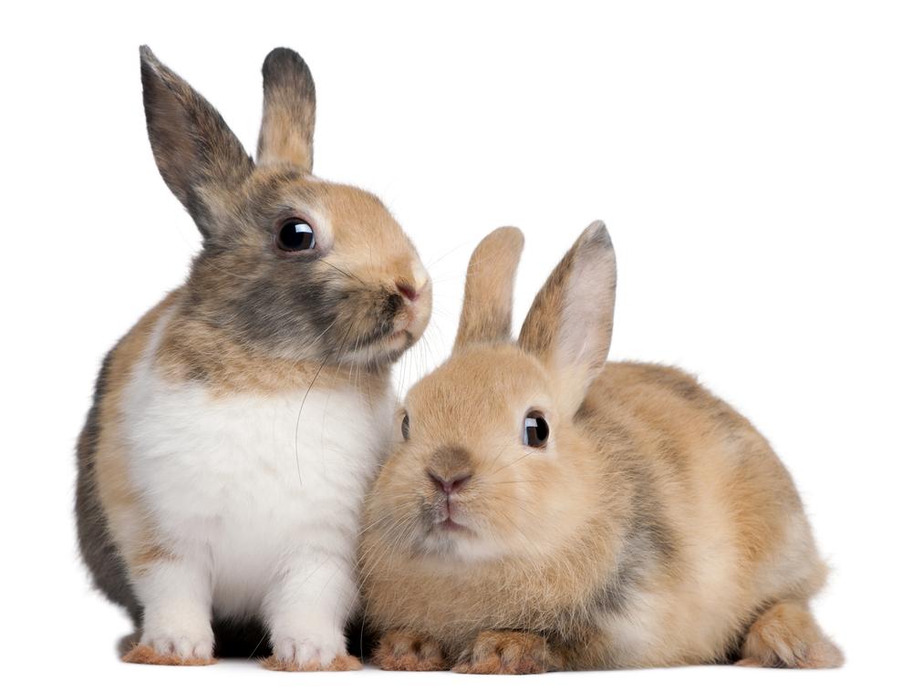 Besmettelijke ziekte voorkomen Geduld Een konijn kopen: tips en uitleg
