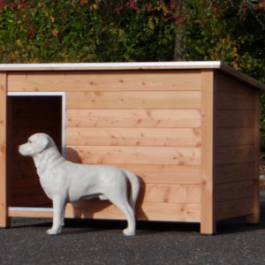 Als voorbeeld is hier een kleine Labrador bij het hok gezet (hondenhok Loebas is echter niet bedoeld voor Labradors)