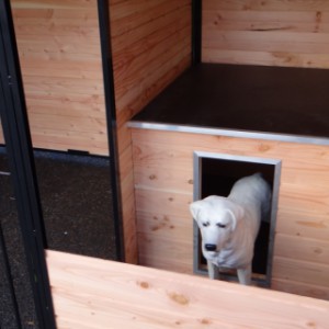 Ingebouwd nachthok in de hondenkennel