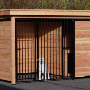 Hondenkennel met zwarte kennelpanelen gevuld met Douglashout.