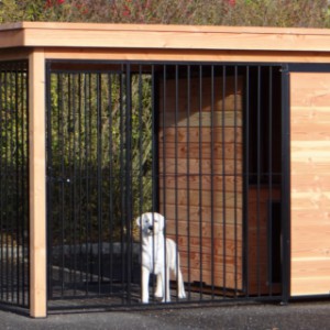 Hondenkennel met ren van 2x2 meter en voorzien van geïsoleerd nachthok