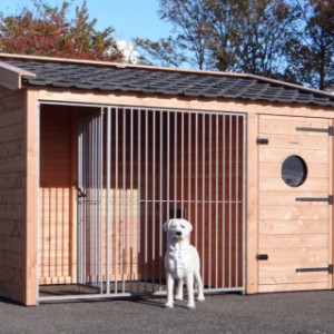 De mooie hondenkennel Max 1 is gemaakt van Douglashout