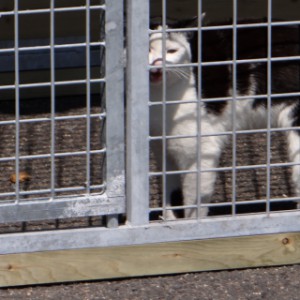 Kattenkennel voorzien van draadpanelen en afsluitlatten