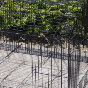 Kippenren - konijnenren Louis | zwarte draadkooi