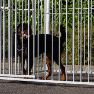 De hondenkennel Flinq is 3m2