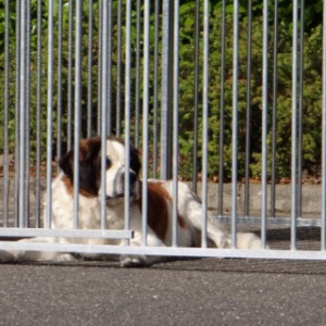 Hondenkennel FIX met half dak 3x2m