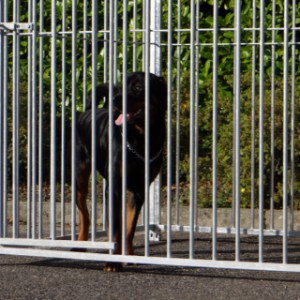 Hondenkennel FIX Voorzien van half dak 3x1.5m