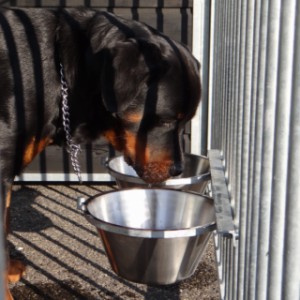 Voederstel dubbel 3 liter voor in kennel