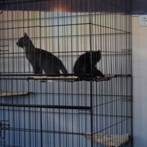 SHOWMODEL - kattenkooi Lift 122x76x159cm