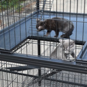 Allemaal katjes in de kattenkooi Nivo