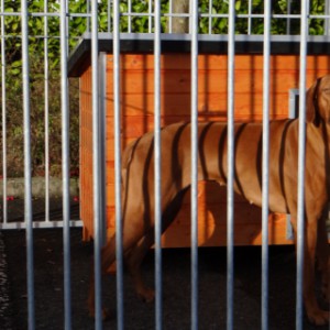 Dubbele kennel voor grote honden