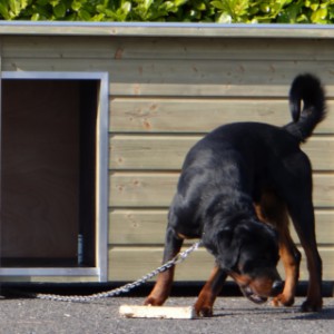 Hondenhok Wolf een praktisch houten hok voor bijv. een Rottweiler of een Husky