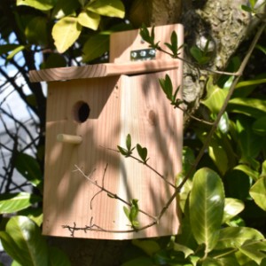 nestkastje ophangen voor tuinvogels