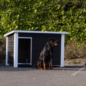 Hondenhok Wolf een mooi hok, voor een mooie hond als de Rottweiler