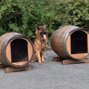 Max poseert keurig bij de hondenhokken