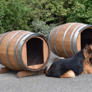 Hondenhokken Sien en Ot met Oudduitse herder Max