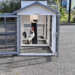 Een kijkje in de ren van kippenhok Prestige Medium