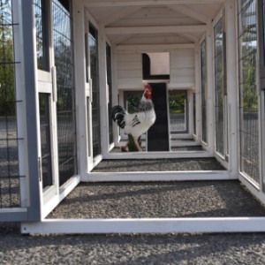 Een kijkje in de ren van kippenhok Prestige Medium