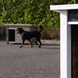 Hondenhokken met plat dak, waar uw hond bovenop kan liggen