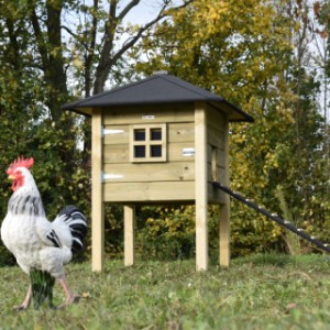 Het kippenhok Rosy is een aanwinst voor uw tuin!