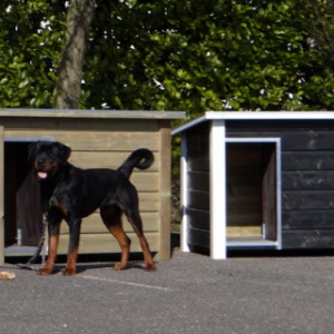 Hondenhok Wolf, een mooi buitenhok voor een mooie hond als de Rottweiler