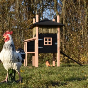 Het hok Rosalynn is geschikt voor 3 tot 5 kippen