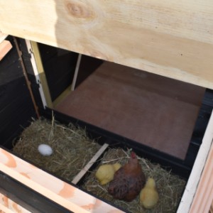 Het legnest is voorzien van een scharnierend dak, zodat u eenvoudig de eieren kunt rapen