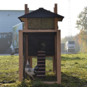 Een kijkje in de ren van het kippenhok Rosalynn