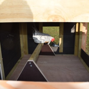 Het kippenhok Rosalynn is voorzien van een ruim nachthok