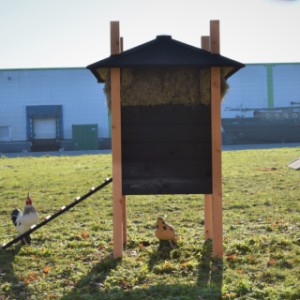 Het kippenhok Rosalynn is voorzien van een lange loopplank