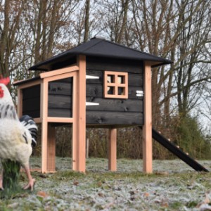 Het kippenhok Rosy is gemaakt van Douglashout en zwart geïmpregneerd vurenhout