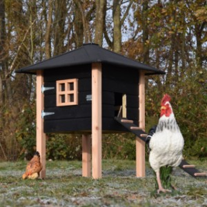 Het kippenhok Rosy is gemaakt van Douglashout en zwart geïmpregneerd vurenhout