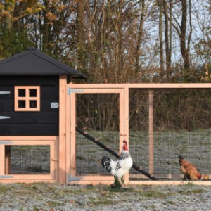 Het kippenhok Rosy is uitgebreid met een aanbouwren