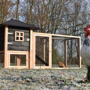 Het kippenhok Rosy is een aanwinst voor uw achtertuin