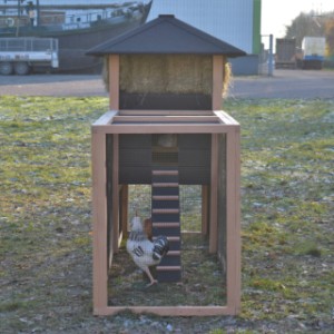 Een kijkje in de ren van het kippenhok Rosanne