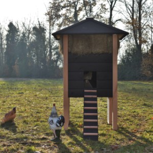 Het kippenhok Rosanne is voorzien van een lange loopplank