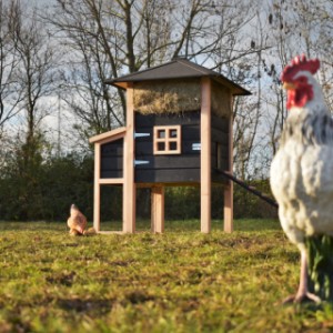 De hooiberg Rosanne is een aanwinst voor uw tuin