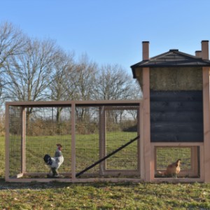 Een kijkje aan de achterkant van kippenhok Rosa