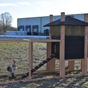 Het hok is gemaakt van Douglashout en zwart geïmpregneerd vurenhout