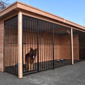 Deze grote kennel is een mooie plaats voor uw hond!