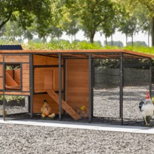 Kippenhok Judy met legnest