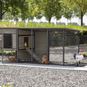 Kippenhok Judy
