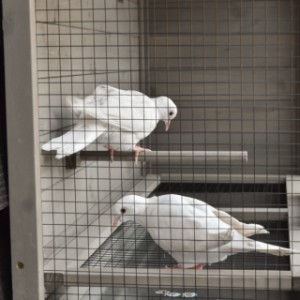 De vogeltjes genieten fluitend van de wand volière Matty large