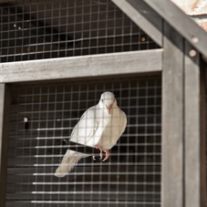 De vogeltjes genieten fluitend van de wand volière Matty large