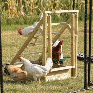 Kippen trap 61x87x90cm