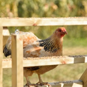 Zie je de kip genieten op de Kippen trap?