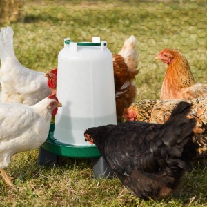 Kippen pakket Start - Drinktoren op pootjes