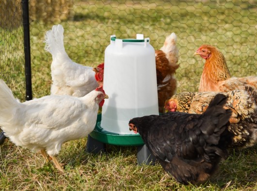 Kippen drinksilo op pootjes · 6ltr Ø29cm x 39,4cm