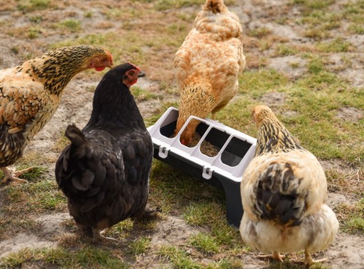 Kippen voerbak 30cm wit/antraciet