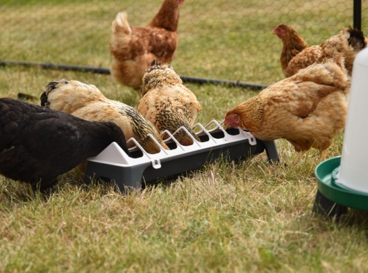 Kippen voerbak 50cm wit/antraciet